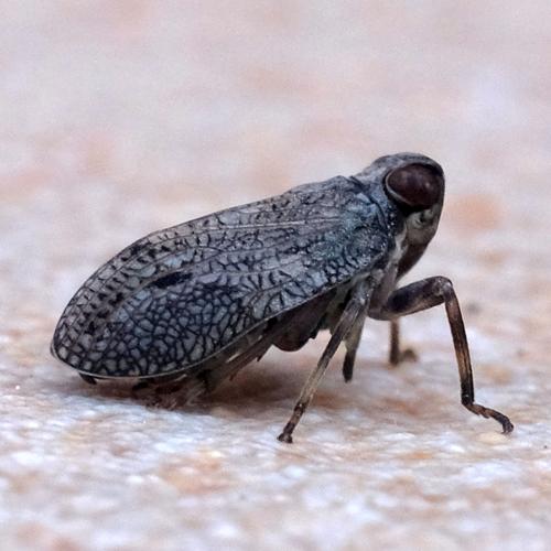 Issus coleoptratus